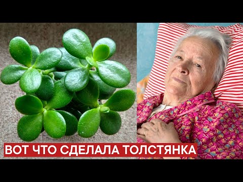 Видео: Вот что ДЕНЕЖНОЕ ДЕРЕВО дома сделало с моим телом. Что творит толстянка?