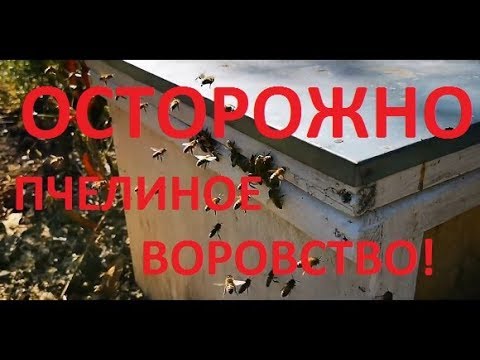 Видео: О пчелином воровстве. Напад пчел!