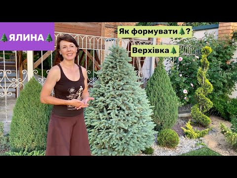 Видео: Карпатська красуня🌲Вирощую  ялинку з лісу, формую верхівку