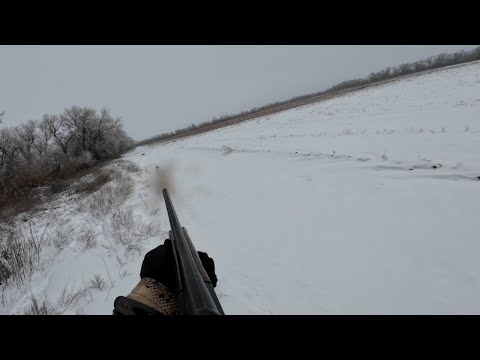 Видео: Охота на зайца с подхода. В одной посадке встретили 10 зайцев! Зимняя охота, сезон 2023-2024