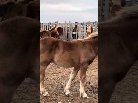 Видео: Жеребята Советский тяжеловоз 2024 гр. Калмыкия. +79608990955