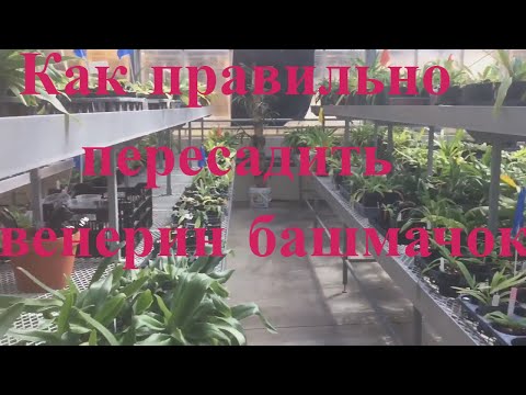 Видео: Как правильно посадить орхидею пафиопедилум венерин башмачок. Работа над ошибками. Корни орхидеи.