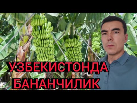 Видео: УЗБЕКИСТОНДА БАНАН ЕТИШТИРАМИЗ