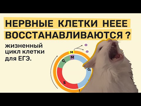 Видео: Клеточный цикл для ЕГЭ + стволовые и раковые клетки, апоптоз.