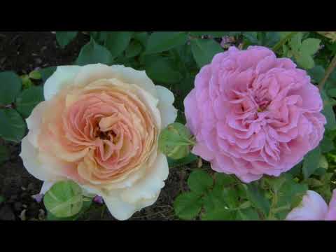 Видео: Розы горячий шоколад,синко де майо,вагулетта,монин сан,мистери гел.....