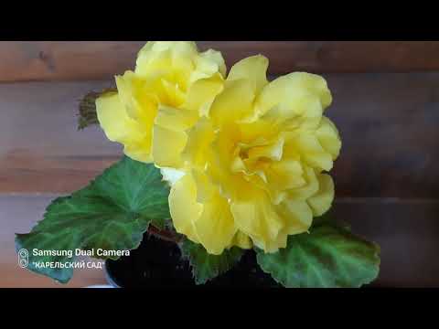 Видео: Обзор маточников бегонии. Маленький секрет о клубневой бегонии.