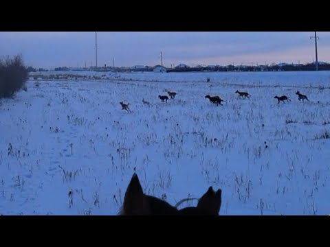 Видео: ЖАҢААРҚАҒА ҚОНАҚҚА БАРЫП, ДӘСТҮРЛІ АҢШЫЛЫҚ ЖАСАДЫМ.