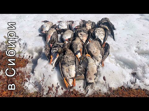 Видео: Охота на гуся 2022 / однажды в болотах