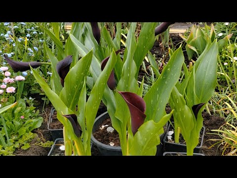 Видео: Каллы. Нюансы посадки.