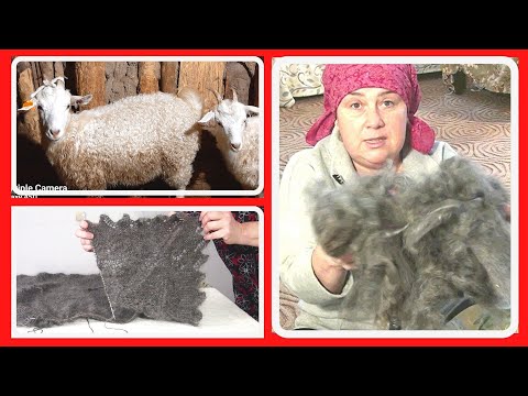 Видео: ВОТ этих КОЗ НЕЛЬЗЯ ДОИТЬ! Пуховая коза. КУПИЛА