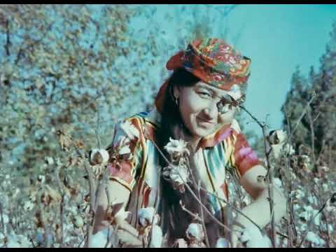Видео: Переработка хлопка, 198х