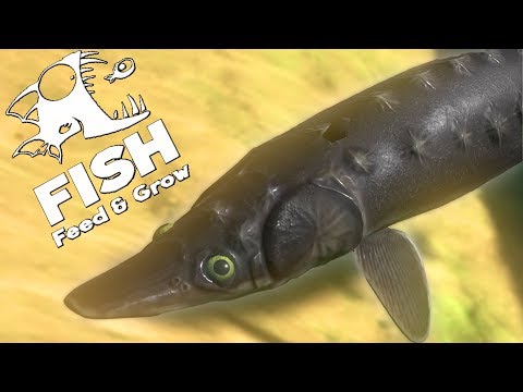 Видео: ОСЁТР ВЫЖИВАЕТ В БОЛОТЕ, ОБНОВЛЕНИЕ! | Feed and Grow Fish