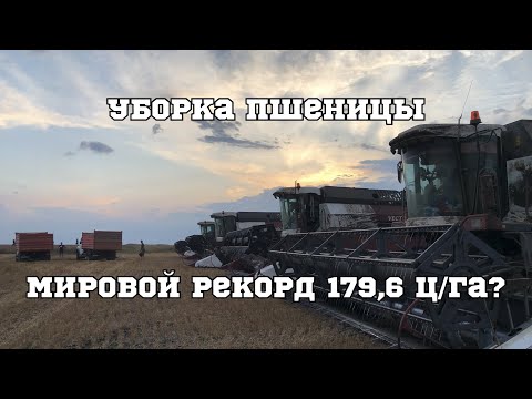 Видео: Уборочная 2023. Пшеница. Как стать комбайнером за неделю.