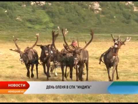 Видео: Первым почетным оленеводом Ненецкого автономного округа стал Федор Белугин из СПК «Индига»