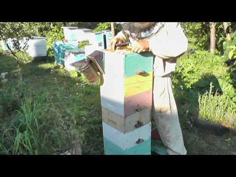 Видео: Улей,похожий на дупло.