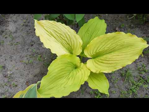 Видео: Обзор жёлтых сортов хост на моих клумбах....2часть...#hosta#яркая#желтые#сорта#весна#