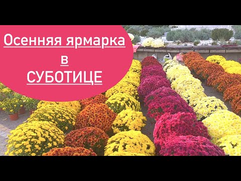 Видео: Осенняя ярмарка в Суботице - октябрь 2024 | Autumn Fair in Subotica - October 2024