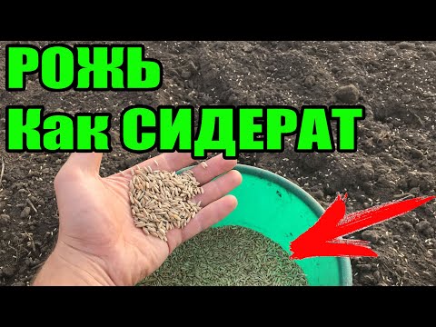Видео: Рожь как сидерат. Сидераты осенью