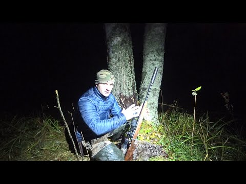 Видео: ОХОТА НА НОЧНЫХ ЗВЕРЕЙ С ПОДХОДА. КАРАБИН ЛОСЬ 145 ОТРАБОТАЛ КАК НАДО.