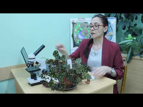 Видео: Органы дыхания растения - устьица