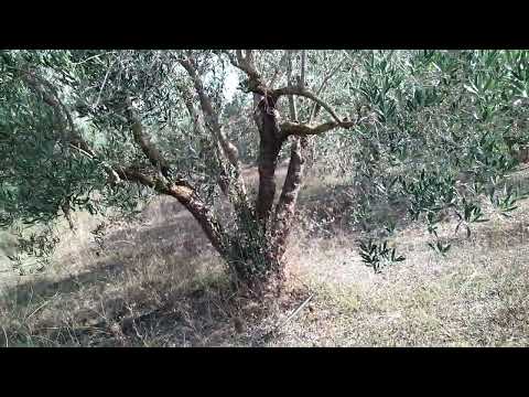 Видео: У НАС НАЧАЛАСЬ РАБОТА ПОБОЛТАЕМ В ОЛИВКОВОМ САДУ