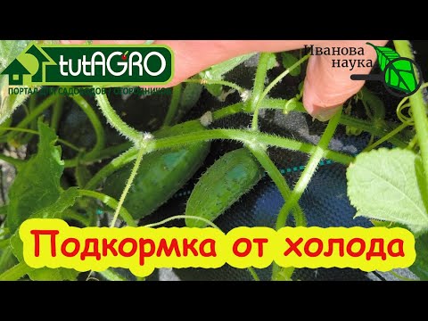Видео: СОЛЕВАЯ ПОДКОРМКА ОГУРЦА. Эта СОЛЬ - спаситель огорода и урожая. Подкормка против холода.