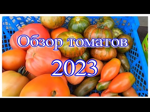 Видео: Обзор томатов Сорта и гибриды, которые понравились в 2023