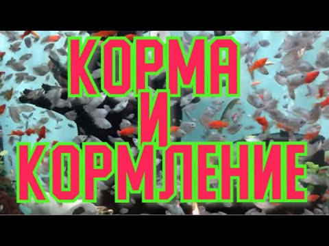 Видео: корма и кормление. Кормим дискусов правильным фаршем.сухой корм