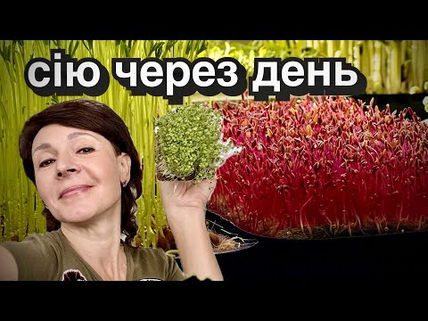 Видео: Чи є сенс вирощувати на підвіконні? Насіння мікрозелені, що обрати?