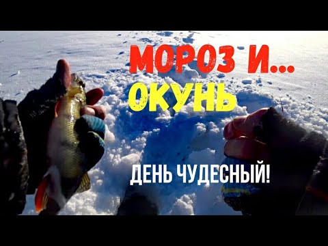 Видео: Поклёвки ОКУНЯ крупным планом! Зимняя РЫБАЛКА на ТАЁЖНОМ Озере!