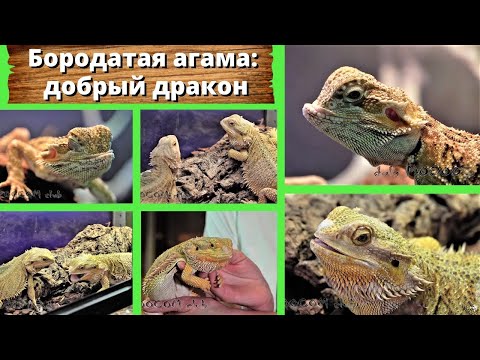 Видео: Бородатая агама: добрый домашний дракон. Bearded dragon: a good friend and an easy pet!