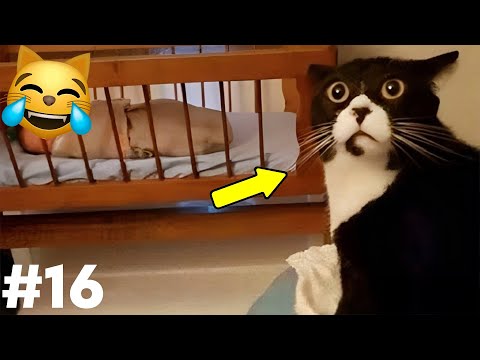 Видео: СМЕХ ДО СЛЕЗ😂 САМЫЕ СМЕШНЫЕ КОШКИ И СОБАКИ 😹🐶 #16