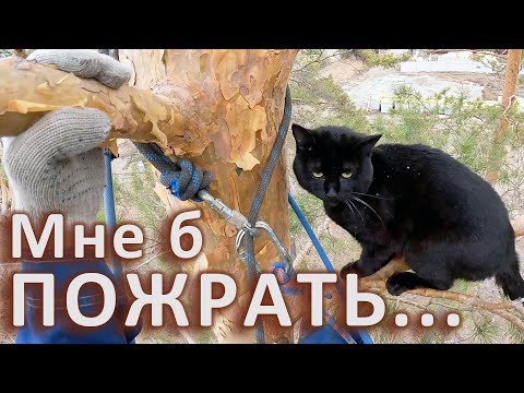 Видео: Чёрный Чёрный