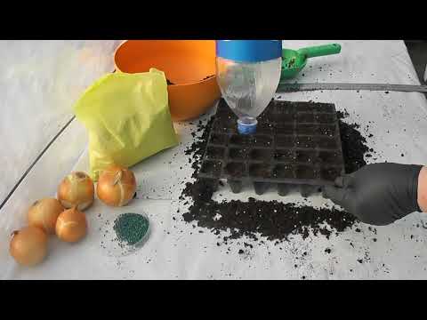 Видео: Посев лука  на рассаду семенами. Лучший способ от профессионалов. Урожай  будет ранний и большим!