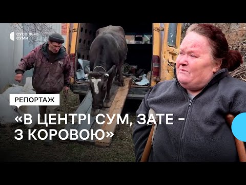 Видео: Як евакуйована з коровою родина облаштувалася в Сумах