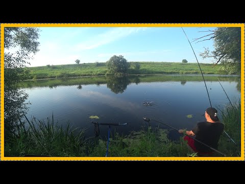 Видео: Рыбалка на Дону с друзьями , Вырезубы с РУКУ рвут поводки, жесть. Природа  завораживает !!!