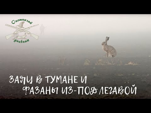 Видео: Заяц в тумане и фазаны из-под легавой. Охотничий Дневник №5