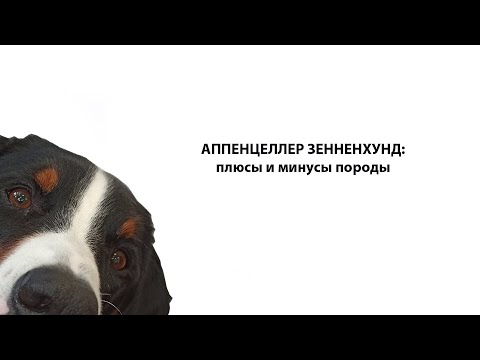 Видео: АППЕНЦЕЛЛЕР ЗЕННЕНХУНД: плюсы и минусы породы