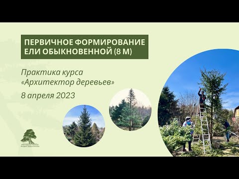 Видео: Как обрезать ель