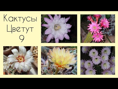 Видео: Мои Кактусы Цветут 🌵 2025