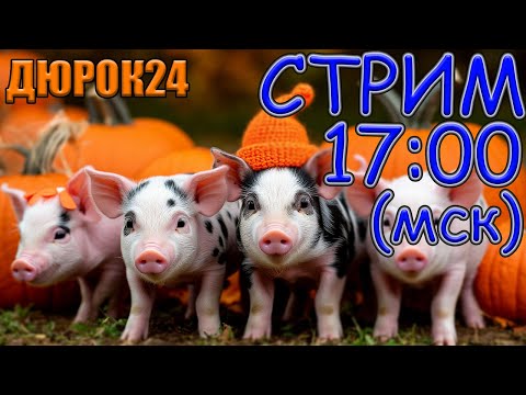 Видео: Свиноводческие посиделки | Стрим ДЮРОК24 | 1 ноября.