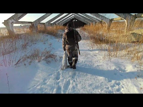 Видео: Загонная охота на зайца русака.