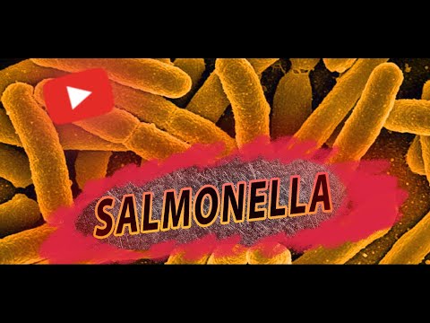 Видео: Сальмонели (Salmonella) / Черевний тиф | Паратиф А, В, С | Сальмонельоз