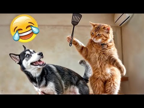 Видео: Самые смешные животные 2025 года😍Самые смешные собаки и кошки😹