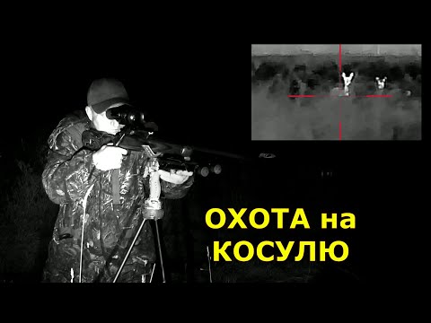 Видео: Охота на КОСУЛЮ! Добыли не сразу! Пришлось поискать! Выстрел в кадре!