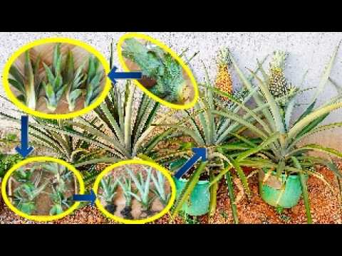 Видео: Как размножить верхушку ананаса: от начала до сбора урожая