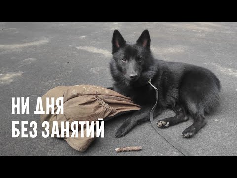 Видео: Старательный шипперке учится быть послушным