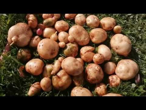 Видео: Картошка под травой. Эксперимент удался. Обязательно буду делать так опять.