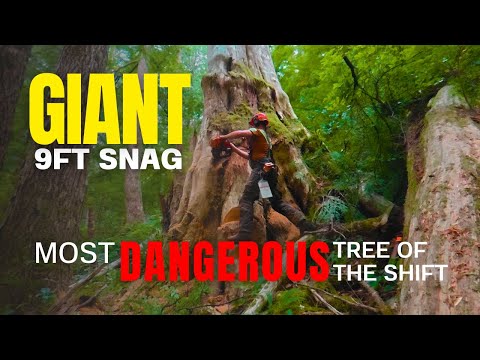 Видео: Огромная кедровая коряга