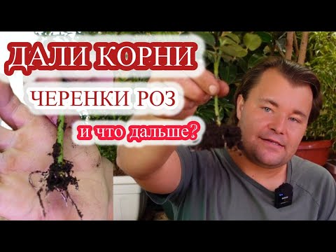 Видео: УКОРЕНИЛИСЬ ЧЕРЕНКИ РОЗ - что дальше?